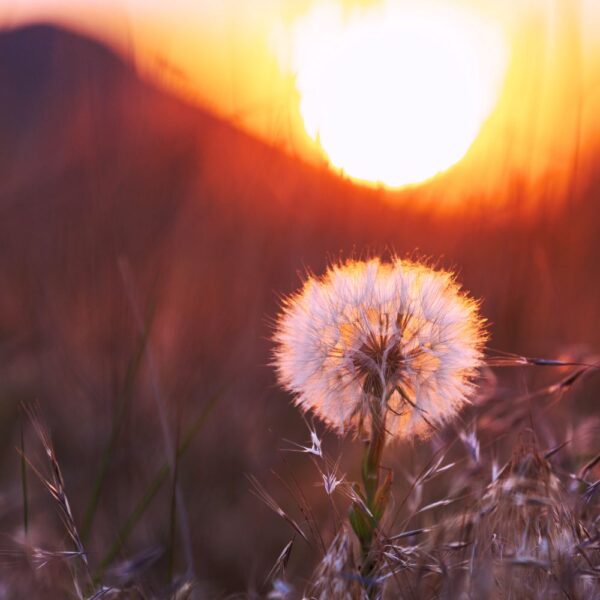 Un soffione naturale